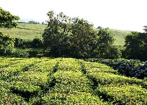 tea plantation in Europe