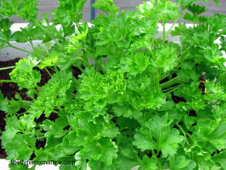 Parsley is a very good source of vitamin K,
                        the vitamin required for coagulation of blood