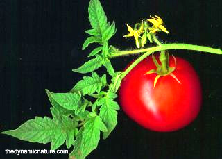 Tomatoes are very good source of vitamin B7.