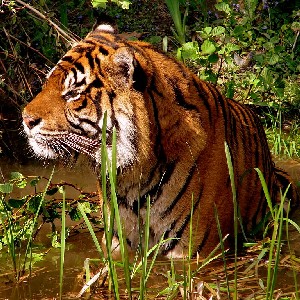 wildlife - Tiger