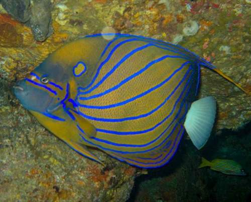 Blue ring angelfish aquarium