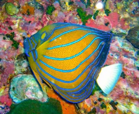 Blue ring angelfish facts