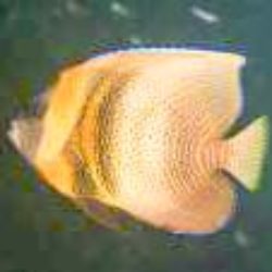 Marine Aquarium Fish