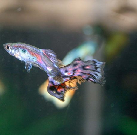 cobra guppy in a fish bowl
