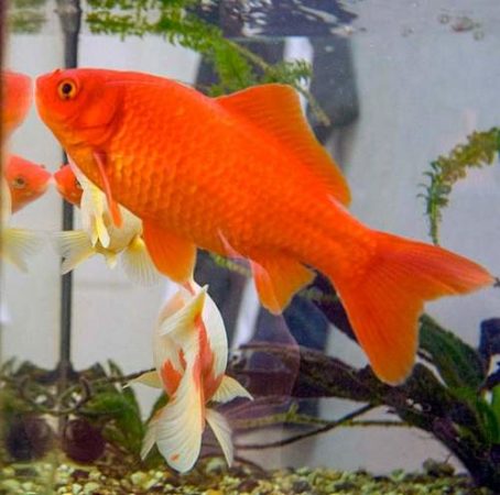 Common ornamental goldfish
