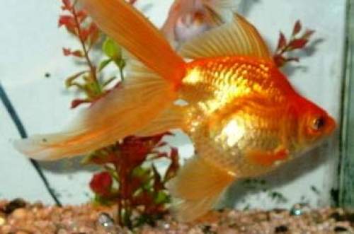 Fan tailed goldfish