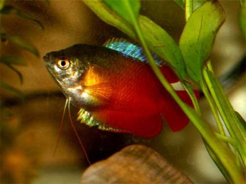 Picture of dwarf flame gourami