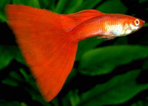 Full red fancy guppy