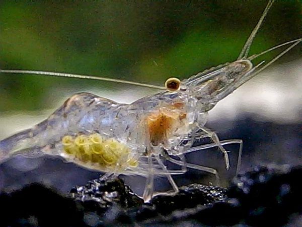 female ghost shrimp