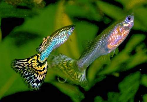 Male and female guppies