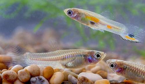 Male and female Wild Form guppies 