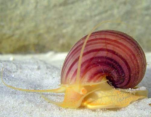 Mystery snail (Pomacea Bridgessii)