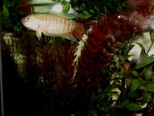 Image of male tropical paradise fish (Macropodus opercularis) in an aquarium