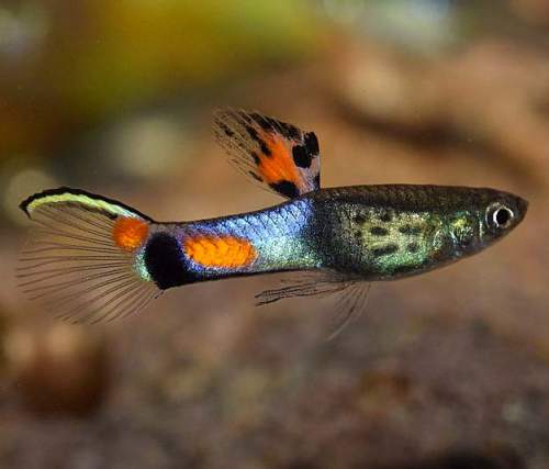 Poecilia wingei (endlers livebearer)