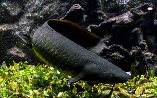 Australian lungfish - Neoceratodus forsteri - aquarium