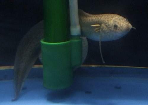 gilled African lungfish (Protopterus amphibius) facts