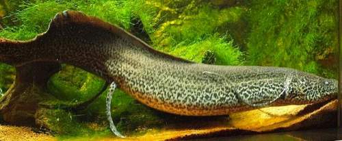 Marbled lungfish facts - Protopterus aethiopicus