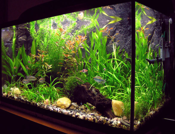 Freshwater aquarium